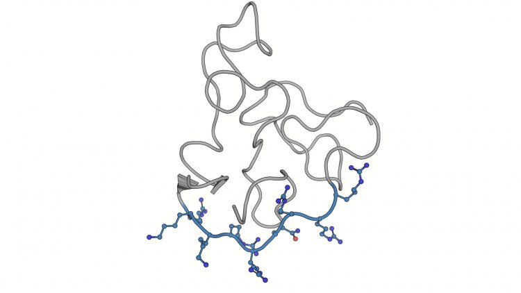 3D-модель Tat белка ВИЧ. Основной домен выделен синим.  // Источник: RCSB Protein Data Bank (ID 1JFW)