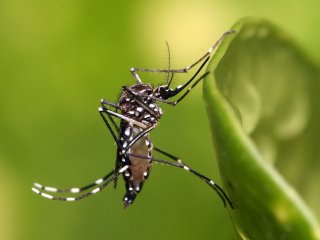 Комар жёлтолихорадочный или кусака жёлтолихорадочный (лат. Aedes aegypti)