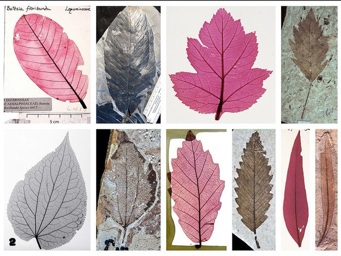 Создана визуальная библиотека листьев: в ней более 30 тысяч изображений