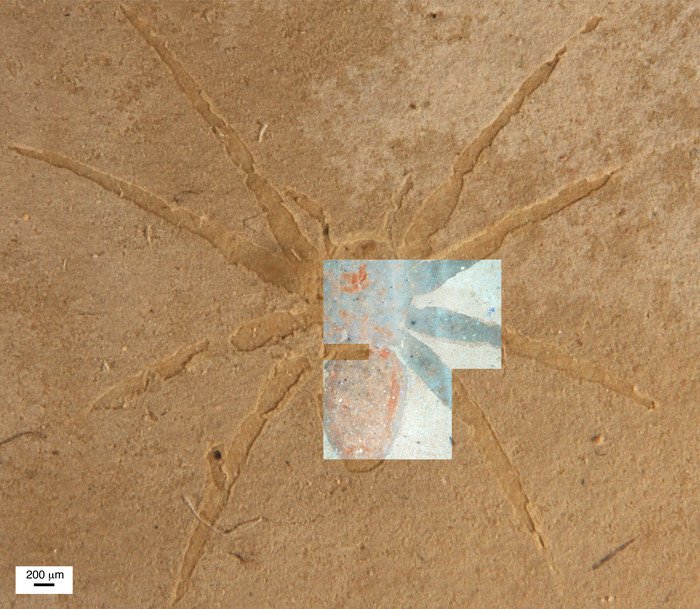 Останки пауков возрастом более 20 миллионов лет сохранились благодаря микроводорослям 