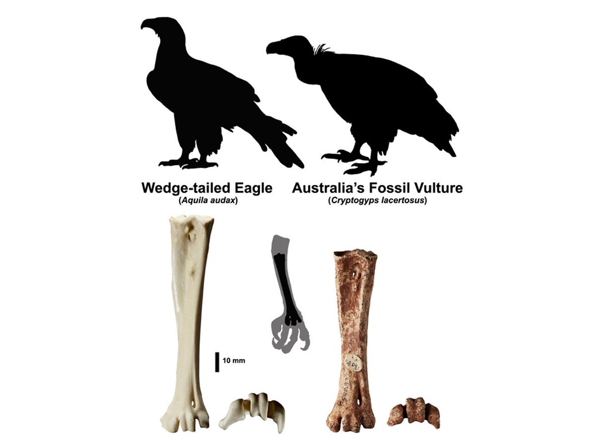 Древний австралийский орел оказался стервятником