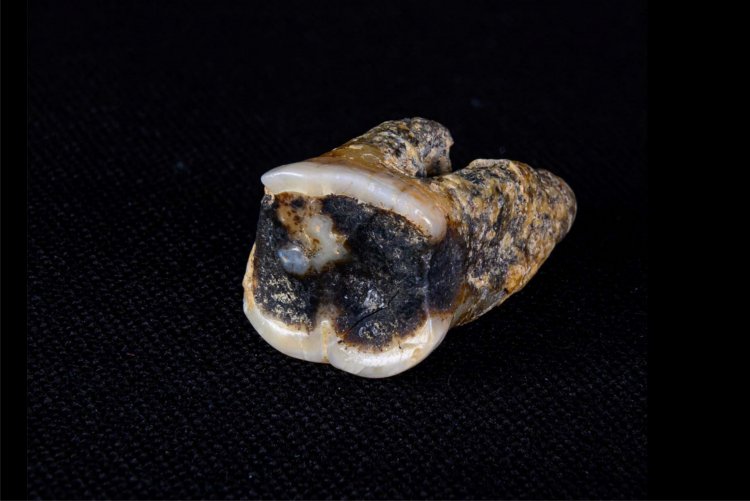 Зуб неандертальца. Источник: Институт археологии и этнографии СО РАН