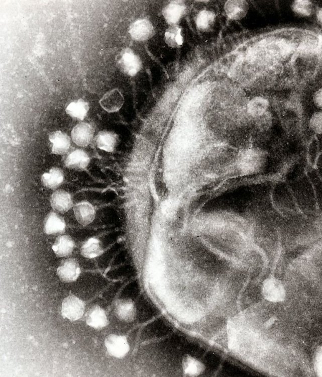 Увидеть охоту вируса на бактерию