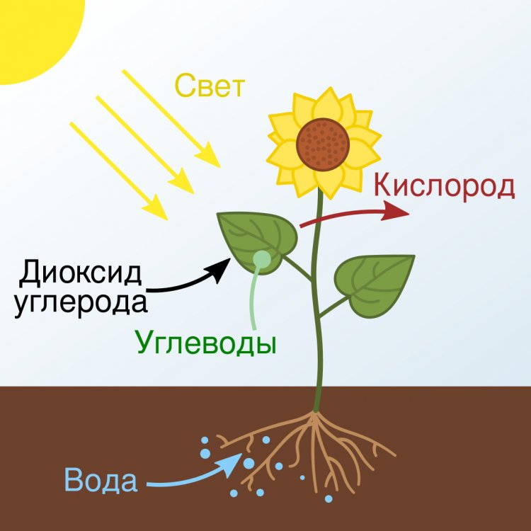 Схематическое изображение процесса фотосинтеза, происходящего в растениях.Источник фото: Д. Ильин, At09k / Wikimedia Commons