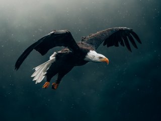 Орел. Источник: Philipp Pilz / Фотобанк Unsplash 