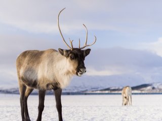 В Якутии стало теплее. Источник: Nicolas Lafargue / Фотобанк Unsplash 