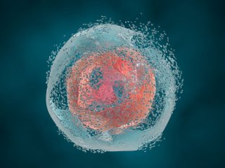 «Защитный набор» наночастиц повысит выживаемость стволовых клеток при трансплантации. Источник изображения: drmicrobe / фотобанк 123RF 