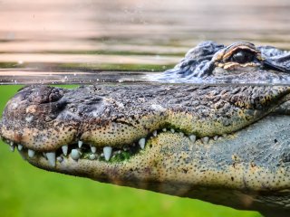 Носовые пазухи мешали доисторическим родственникам крокодила нырять на глубину. Фото: ru.123rf.com