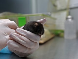 Мышь с мутацией, провоцирующей ожирение. Фото: Елена Либрик / «Научная Россия»
