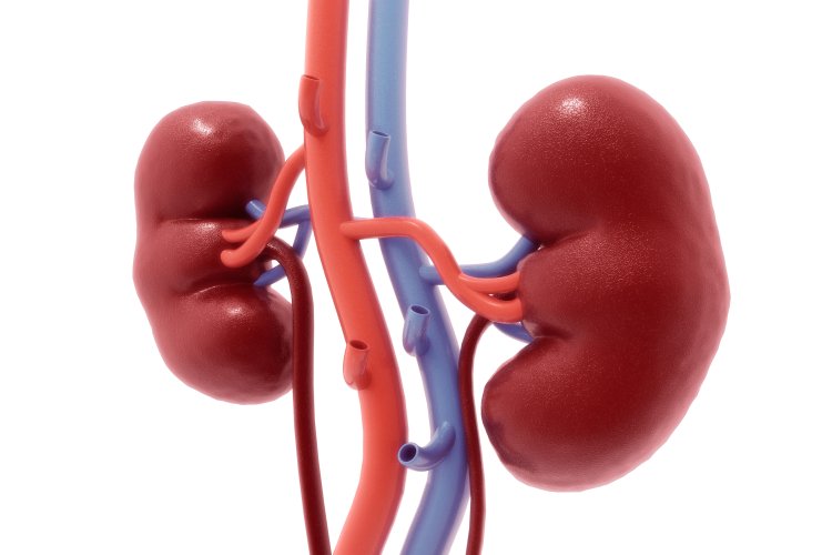 Как молекула РНК в почках запускает смертельно опасное заболевание. Фото: ru.123rf.com