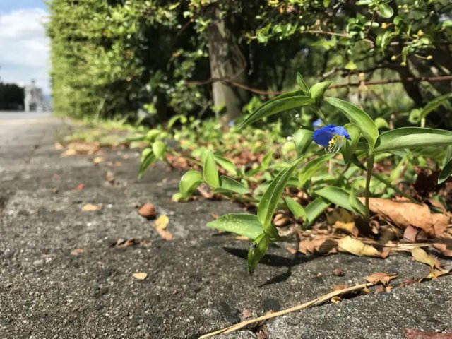 Эколог из Университета Кобе УСИМАРУ Атуси более 20 лет изучал растение Commelina communis, и обнаружил, что оно активно растёт в городской среде. Фото: Nakata Taichi et al., Journal of Ecology 2025 (DOI 10.1111/1365-2745.70193)