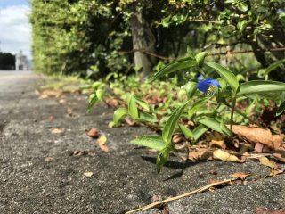 Эколог из Университета Кобе УСИМАРУ Атуси более 20 лет изучал растение Commelina communis, и обнаружил, что оно активно растёт в городской среде. Фото: Nakata Taichi et al., Journal of Ecology 2025 (DOI 10.1111/1365-2745.70193)