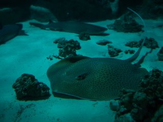 В Центре океанографии и морской биологии «Москвариум». Фото: Елена Либрик / «Научная Россия»