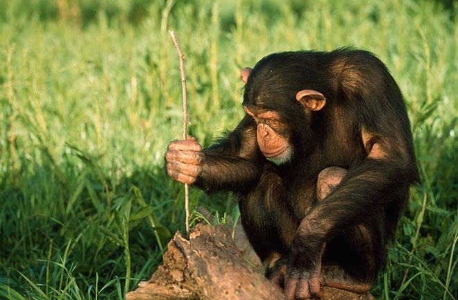 Шимпанзе инстинктивно используют инструменты, а бонобо — нет