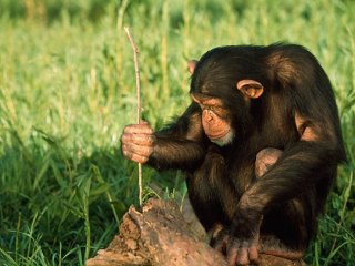 Шимпанзе инстинктивно используют инструменты, а бонобо — нет