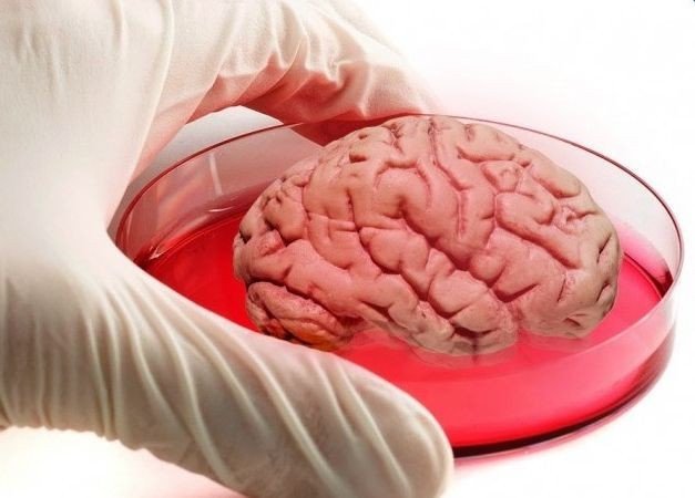 В лаборатории впервые вырастили полноценный мозг
