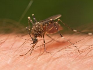 Самки комаров точно чувствуют температуру окружающих объектов