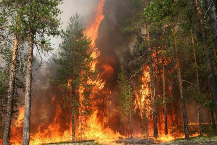 Новый способ выявления лесных пожаров — по звуку