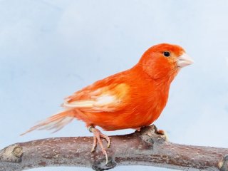 Откуда у птиц красные перья