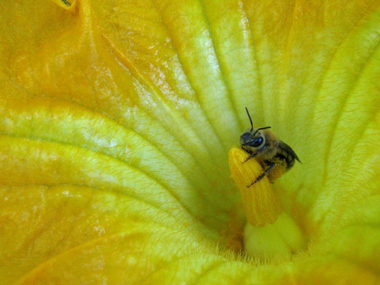 Как тыквенная пчела расселялась по Америке