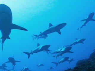 Во Французской Полинезии акулы ждут целый год, пока еда приплывет сама