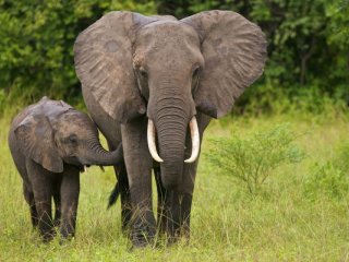 Численность слонов в Африке упала до минимума за 25 лет