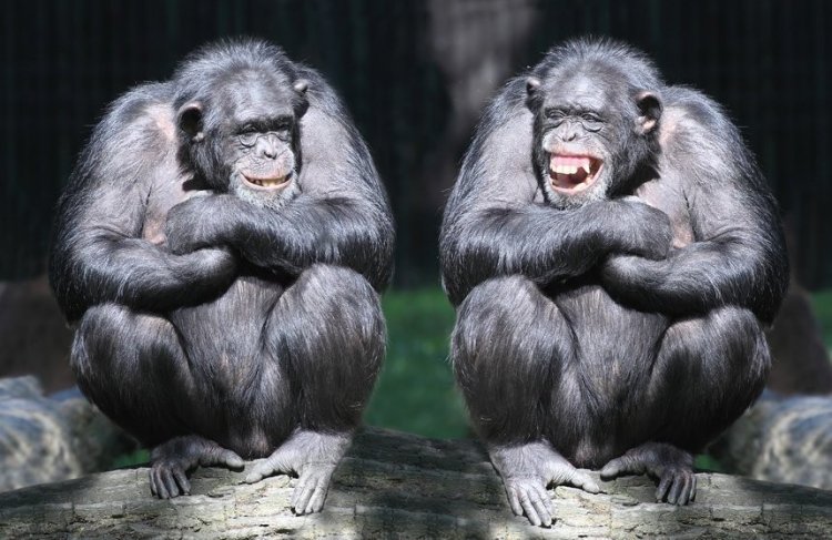 Высшие приматы — не только человек — понимают ложные убеждения других