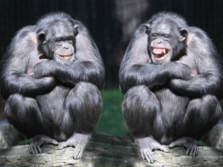 Высшие приматы — не только человек — понимают ложные убеждения других