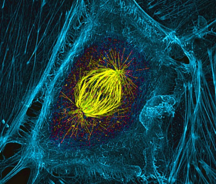 Движущая сила хромосом при делении клеток