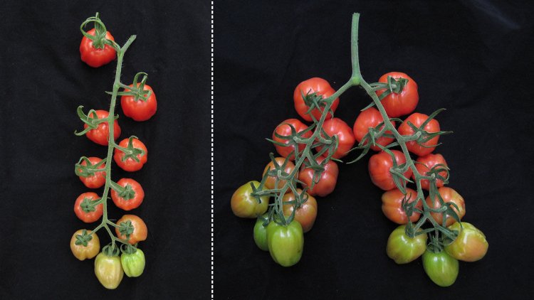 Как получить двойной урожай помидоров
