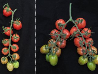 Как получить двойной урожай помидоров