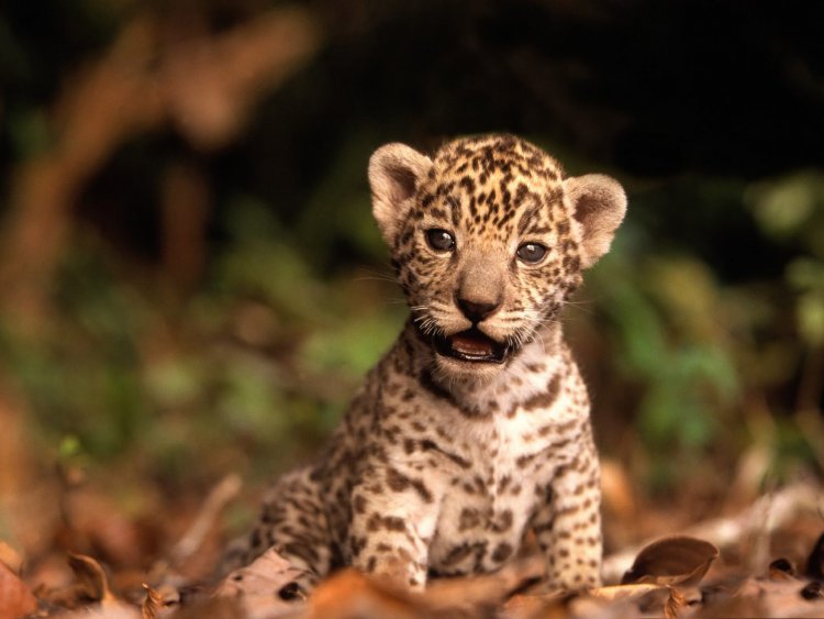 В каком возрасте леопард может позаботиться о себе