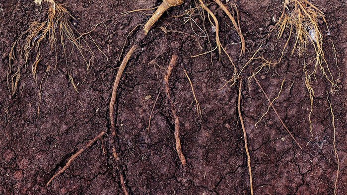 Ранние растения замедляли размывание почвы