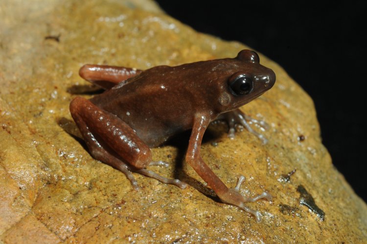 Герпетологи обнаружили в пещерах Таиланда лягушку из ранее неизвестного рода