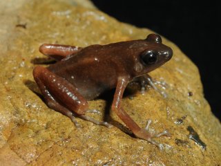 Герпетологи обнаружили в пещерах Таиланда лягушку из ранее неизвестного рода