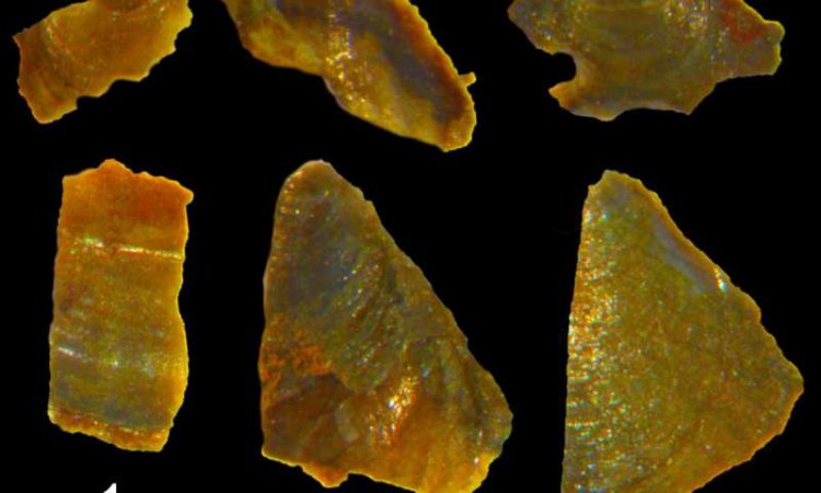 Раковины древних моллюсков помогли выяснить, какой климат был на Земле более 500 миллионов лет назад