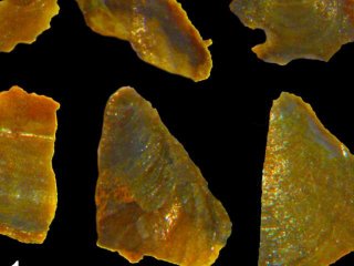 Раковины древних моллюсков помогли выяснить, какой климат был на Земле более 500 миллионов лет назад