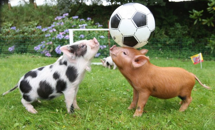 15 мая в Дарвиновском музее стартует проект «Кто придумал футбол?» о первых изобретателях спортивных игр – животных. К Чемпионату мира по футболу 2018.