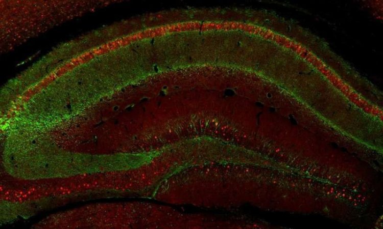Исследование на мышах показало, какие нейроны «переписывают» травматические воспоминания