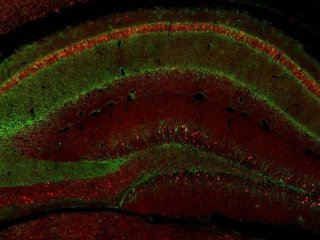 Исследование на мышах показало, какие нейроны «переписывают» травматические воспоминания