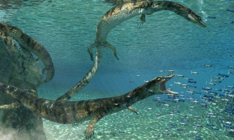 Канадские палеонтологи открыли новый вид древней морской рептилии