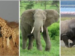 Древние предки людей не виновны в исчезновении крупных африканских млекопитающих