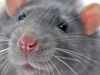 Ученые СПбГУ и их коллеги из Бельгии создали вечно счастливых крыс