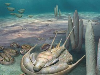В Австралии обнаружена окаменелость гигантского трилобита