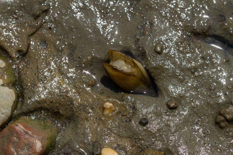 Учёные ФИЦКИА РАН и САФУ обнаружили восемь новых видов и подвидов пресноводных моллюсков в тропической Азии