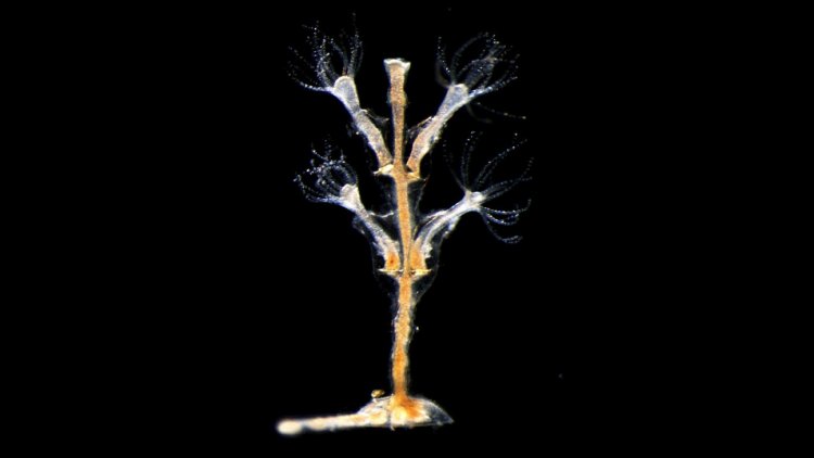 Микрофотография взрослой моноподиально ветвящиеся колонии Dynamena // Источник: Станислав Кремнёв, МГУ