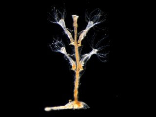 Микрофотография взрослой моноподиально ветвящиеся колонии Dynamena // Источник: Станислав Кремнёв, МГУ