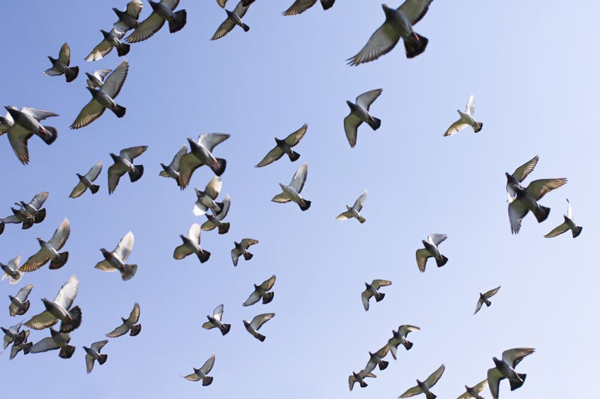 Исследование: как птицы в стае решают, куда лететь