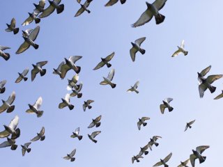 Исследование: как птицы в стае решают, куда лететь