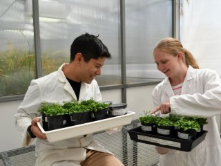 Ученые меняют метаболизм растений, чтобы подготовить их к засухе и жаре